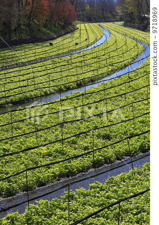 Shinshu Azumino地區的芥末稻田 Shinshu Azumino地區的芥末稻田 9718969