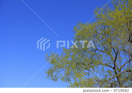 新鮮的青椒和藍天 新鮮的青椒和藍天 9719082