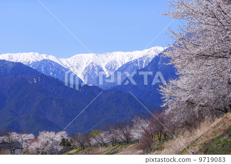 Cherry blossoms in full bloom Azumino and Northern Alps Cherry blossoms in full bloom Azumino and Northern Alps 9719083
