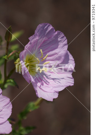 Day bloom Evening primrose It is blooming towards the sun during the daytime. Day bloom Evening primrose It is blooming towards the sun during the daytime. 9719341