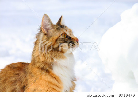 緬因浣熊在雪地裡 緬因浣熊在雪地裡 9719479