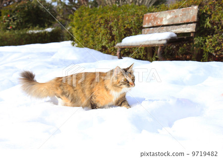 Maine Coon in the snow 9719482