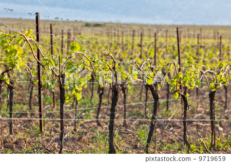 Vineyards in Italy at sunset 9719659