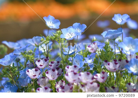 Nemophila Nemophila 9720089
