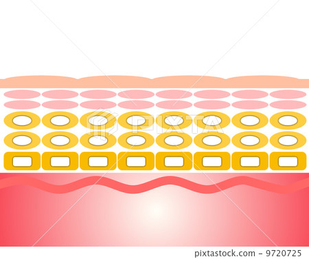 皮肤 断面图 剖面图-插图素材[9720725 pixta图库