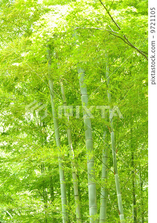 竹子 竹子 9721105