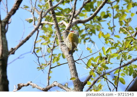 Aogera Aogera 9721543