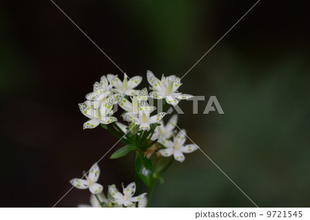 Akebonoso Akebonoso 9721545