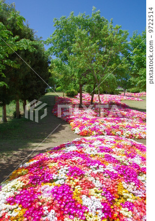 Livingston Daisy 9722514