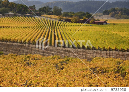 納帕谷 納帕谷 9722958