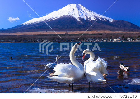 富士山和天鵝 富士山和天鵝 9723190