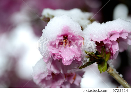 Peach blossom 1 Peach blossom 1 9723214