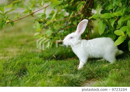 White rabbit on a green grass 9723284