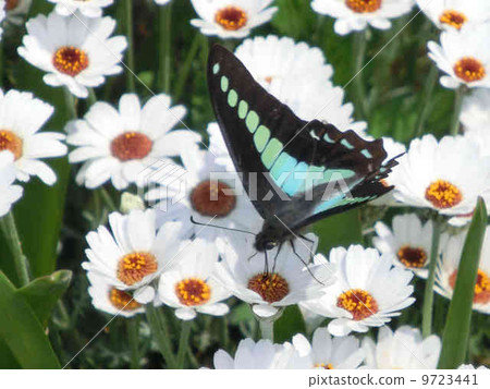 常見的青蠅 9723441