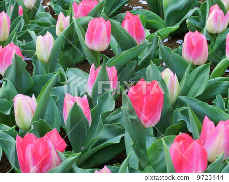 鬱金香 9723444