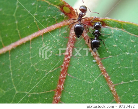 Ant on leaves 9723452