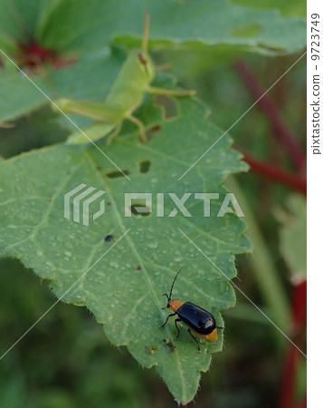 Black clams Black clams 9723749