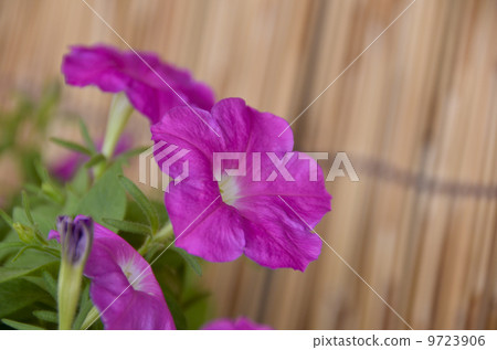 Saffinia's Flower 9723906