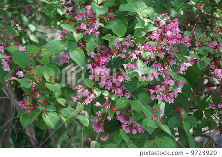 My name is Tani Uki. My name is Tani Uki. 9723920