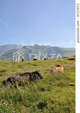 Cattle grazing 9723933