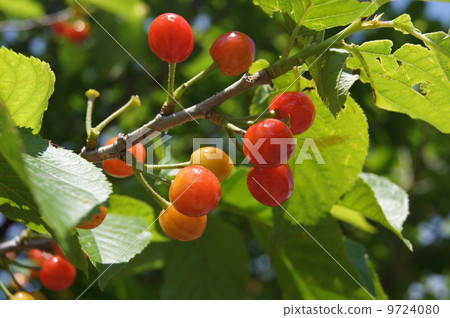 櫻桃 9724080