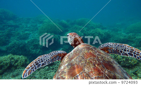 海龜 海龜 9724093