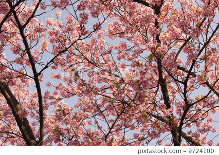 留下櫻桃樹 9724100