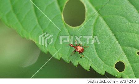 生物昆蟲Usua otoshibumi 生物昆蟲Usua otoshibumi 9724240
