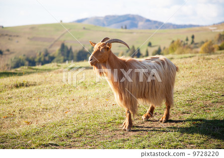 Goat walking a mountain road Goat walking a mountain road 9728220