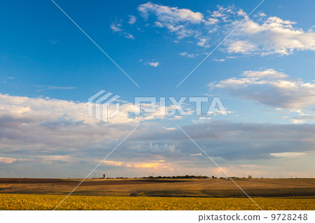 Summer landscape - wheat field 9728248