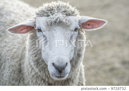 A sheep 9728732