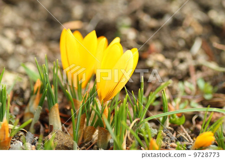 番紅花花 9728773