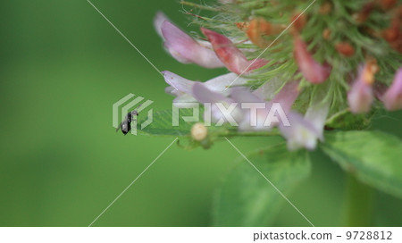 Creatures Murasakitetsukusa with Kobachi and Kohanagumo 9728812