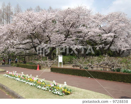 櫻花盛開的春天的佛教植物公園（吉野櫻花樹的一排） 9728838