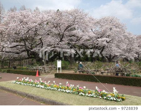 櫻花盛開的春天的佛教植物公園（吉野櫻花樹的一排） 9728839