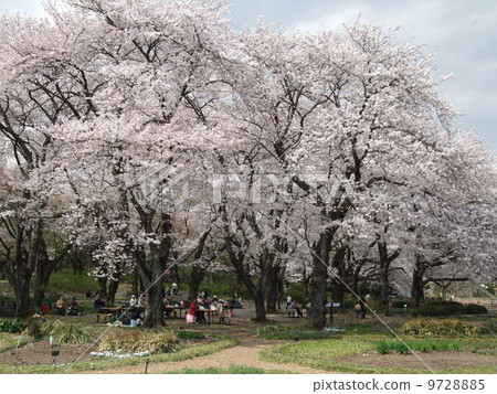 The spring mythical botanical park where cherry blossoms are blooming (Tsukiyama) 9728885