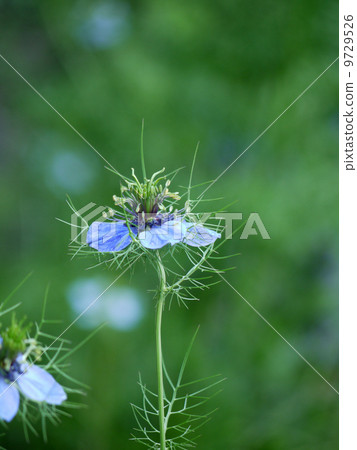 Nigella Nigella 9729526