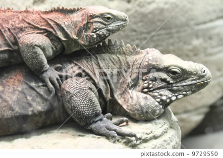 Cayman Iwa Iguana Cayman Iwa Iguana 9729550
