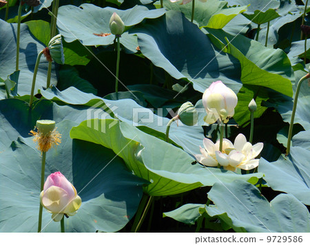 蓮花 蓮花 9729586