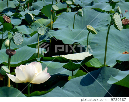 蓮花 蓮花 9729587