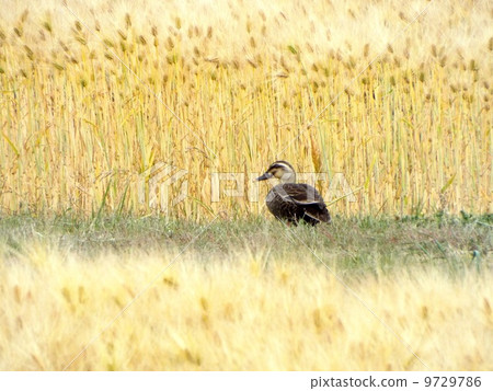 Wheat field and cargamo Wheat field and cargamo 9729786