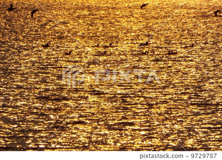 Sparkling evening sun and ducks Sparkling evening sun and ducks 9729787