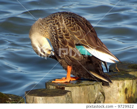 Grooming of the cargamo Grooming of the cargamo 9729922