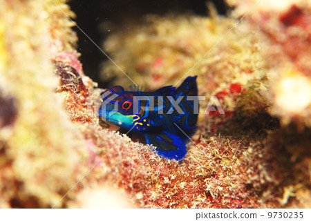 Prismatic Prismatic 9730235