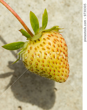 Unripe strawberry in a farm Unripe strawberry in a farm 9730305