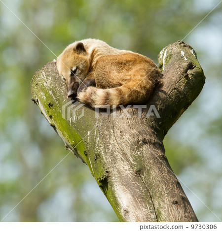 Sleeping coatimundi Sleeping coatimundi 9730306