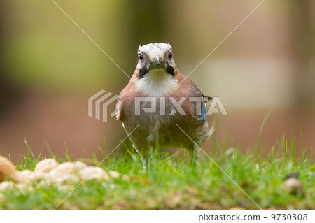 A Jay bird (Garrulus glandarius) A Jay bird (Garrulus glandarius) 9730308