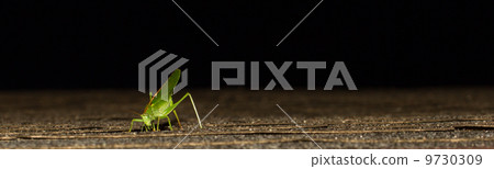A grasshopper 9730309
