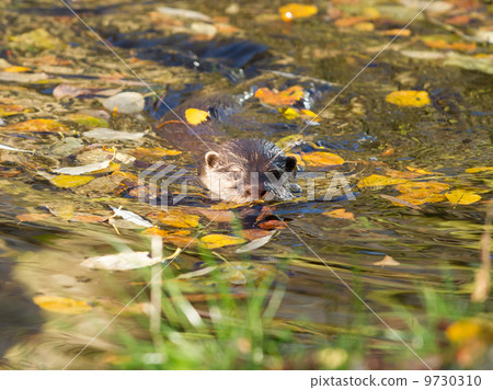 Otter is swimming Otter is swimming 9730310