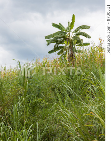 Banana tree hidden in the jungle Banana tree hidden in the jungle 9730311